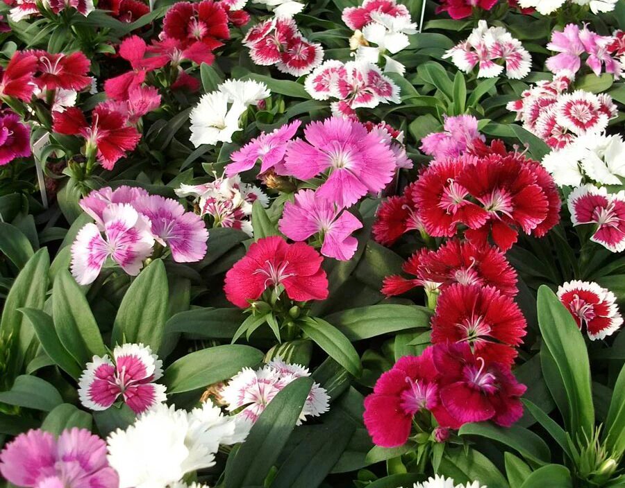 Dianthus Flower Seeds Mixed – Heirloom Non-GMO High Germination Organic Garden Seeds for Planting