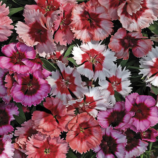 dianthus super flower seeds