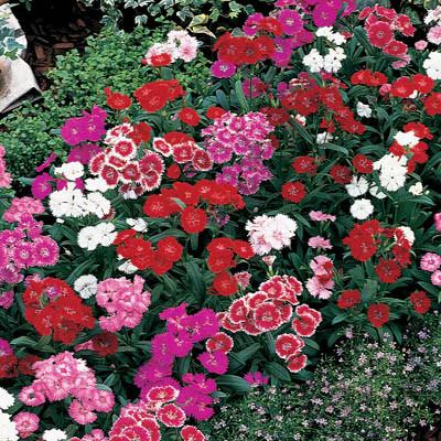 dianthustelstarfimportedheirloomnongmohighgerminationorganicgarden flower seeds