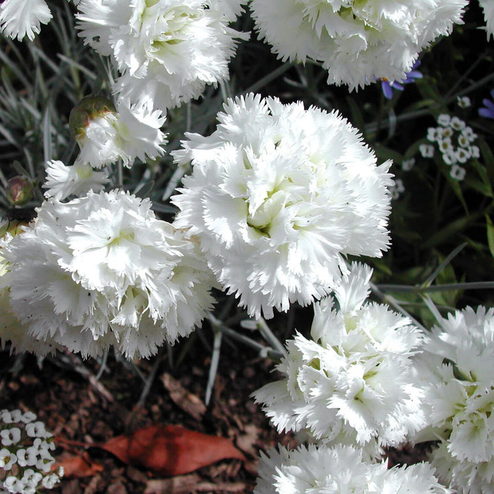 Giant Carnation Flower Seeds White – Heirloom, Non-GMO, High Germination Seeds