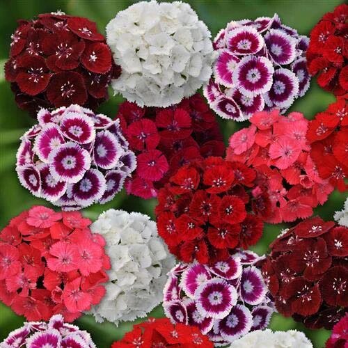 Mixed Dianthus Flower Seeds – Heirloom, Non-GMO, High Germination Seeds