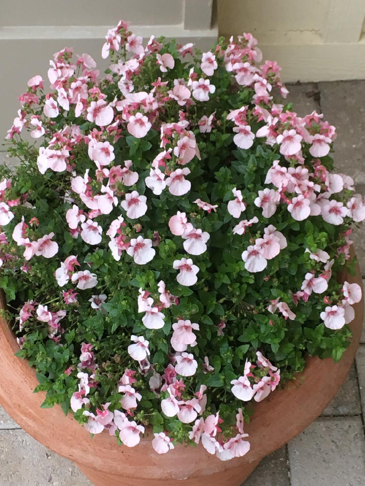 Diascia Flower Seeds for Planting – Heirloom Non-GMO High Germination Organic Seeds