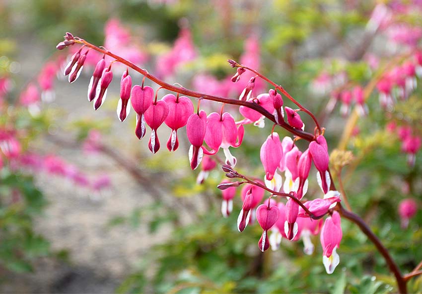Semillas de flores Dicentra Spectabilis rosadas - Semillas de herencia no transgénicas de alta germinación