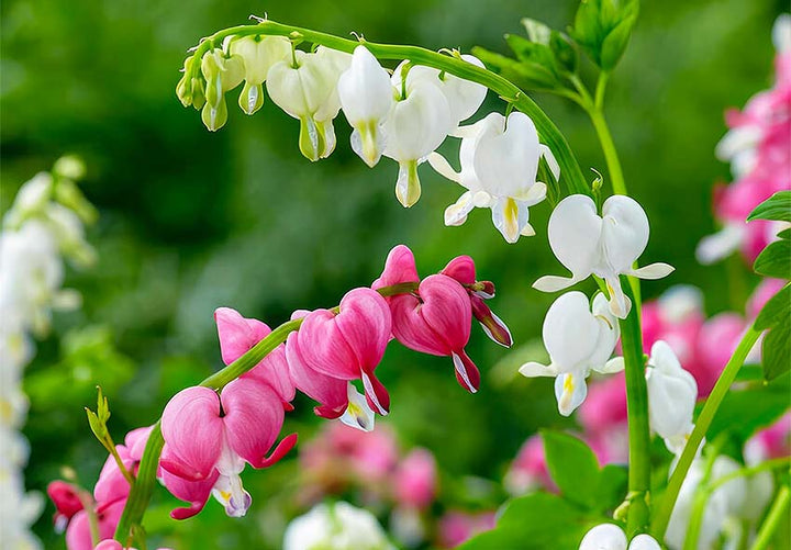 Mixed Dicentra Flower Seeds – Heirloom Non-GMO High Germination Seeds