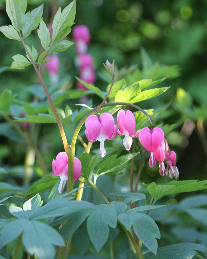 Rosa Dicentra Spectabilis Blumensamen – Historisch gentechnikfrei hohe Keimrate