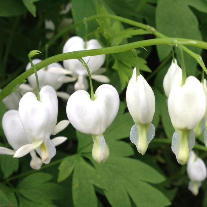 Dicentra Spectabilis Flower Seeds White – Heirloom Non-GMO High Germination