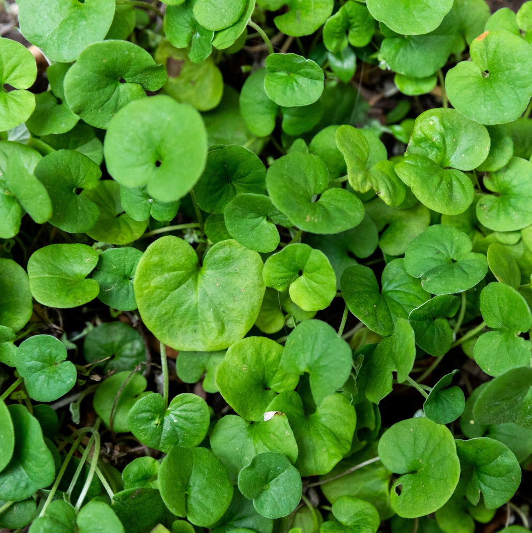 Green Asian herb seeds