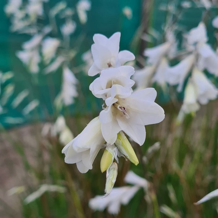 White Dierama Flower Seeds – Heirloom Non-GMO High Germination Seeds for Planting