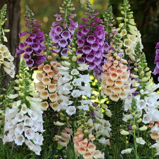 digitalis dalmation flower seeds