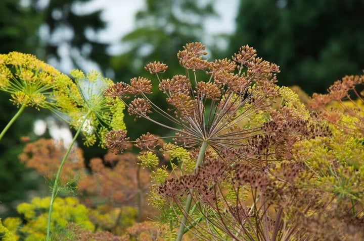 Brown Dill Grain Plant Herbs Seeds Heirloom Non-GMO High Germination Organic Garden Seeds for Planting