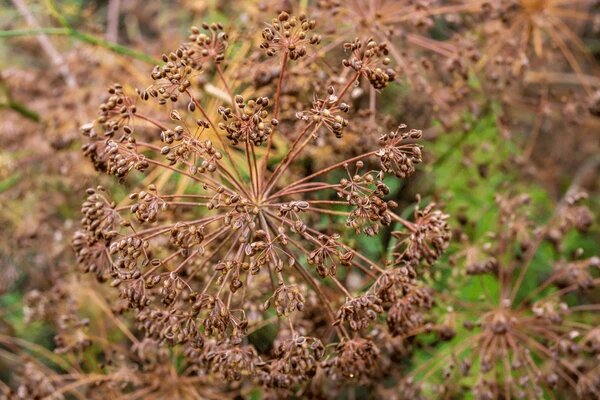 Brown Dill Grain Plant Herbs Seeds Heirloom Non-GMO High Germination Organic Garden Seeds for Planting