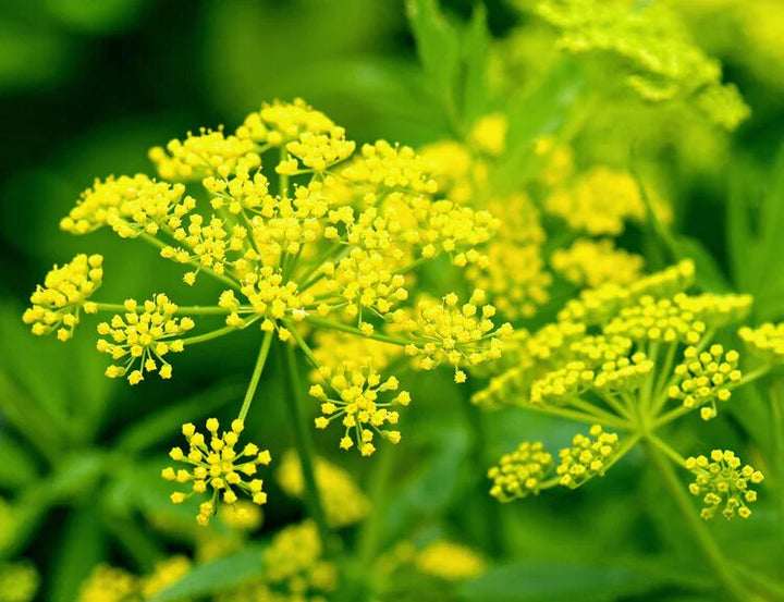 Yellow Mammoth Dill Herb Plant Seeds for Planting | Heirloom Non-GMO High Germination Organic Garden Seeds