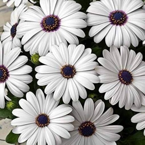 white dimorphotheca flower seeds