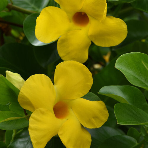 Dipladenia Flower Seeds Yellow – Heirloom, Non-GMO, High Germination Seeds