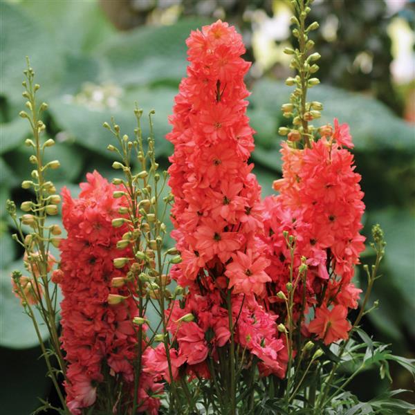 Orange Delphinium Flower Seeds – Heirloom Non-GMO High Germination Seeds