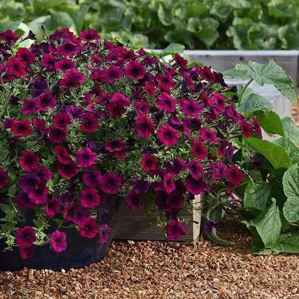 Campanula Flower Seeds Maroon – Heirloom, Non-GMO, High Germination Organic Seeds
