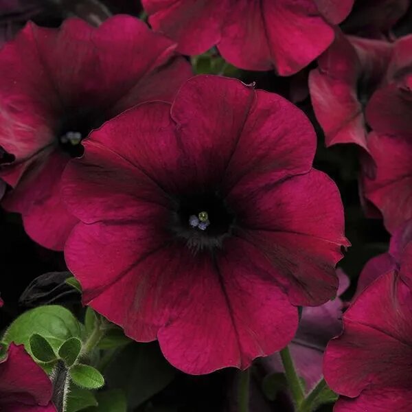 Campanula Flower Seeds Maroon – Heirloom, Non-GMO, High Germination Organic Seeds