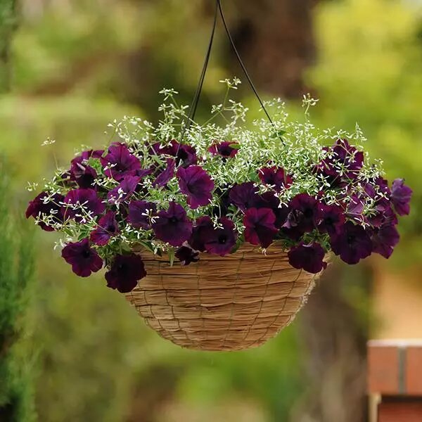 Campanula Flower Seeds Maroon – Heirloom, Non-GMO, High Germination Organic Seeds