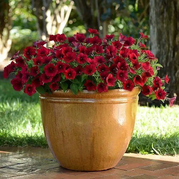 Giant Petunia Flower Seeds Brown – Heirloom, Non-GMO, High Germination Seeds