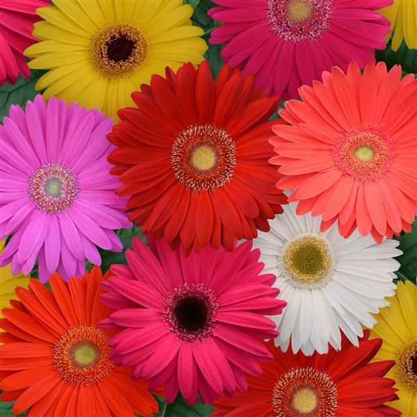 Mixed Gerbera Flower Seeds – Heirloom, Non-GMO, High Germination Seeds