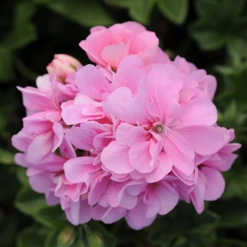 Pink Geranium Flowers Seeds – Heirloom, Non-GMO, High Germination Seeds