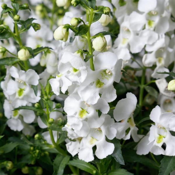 Semillas de flores Angelonia Blancas para siembra – Semillas orgánicas de alta germinación, no transgénicas, de polinización abierta