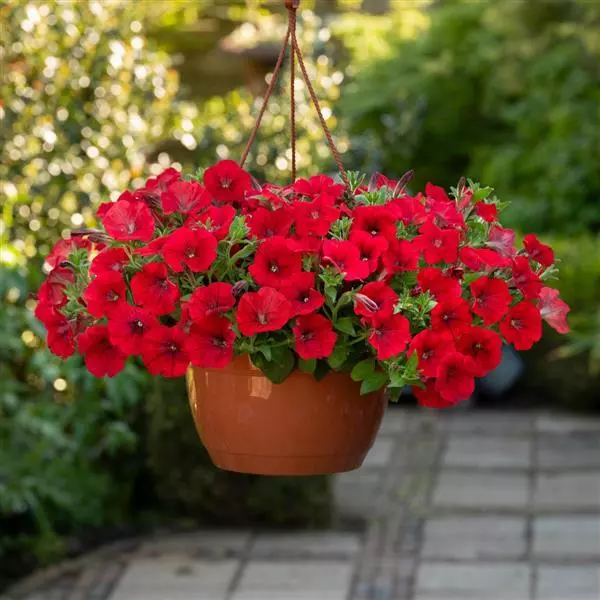 red wave flower seeds