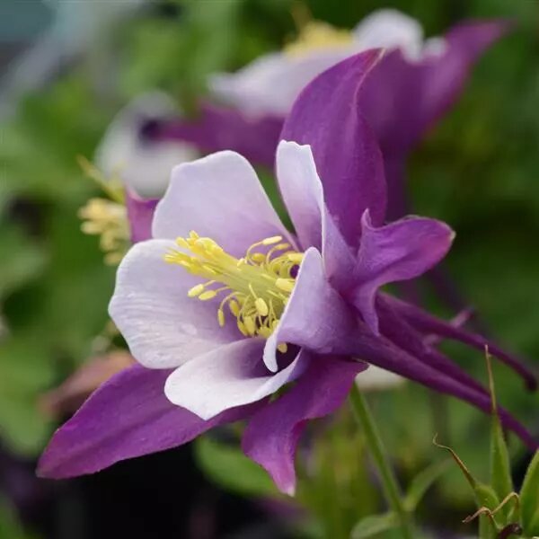 Giant Aquilegia Flower Seeds White Violet – Non-GMO High Germination Seeds
