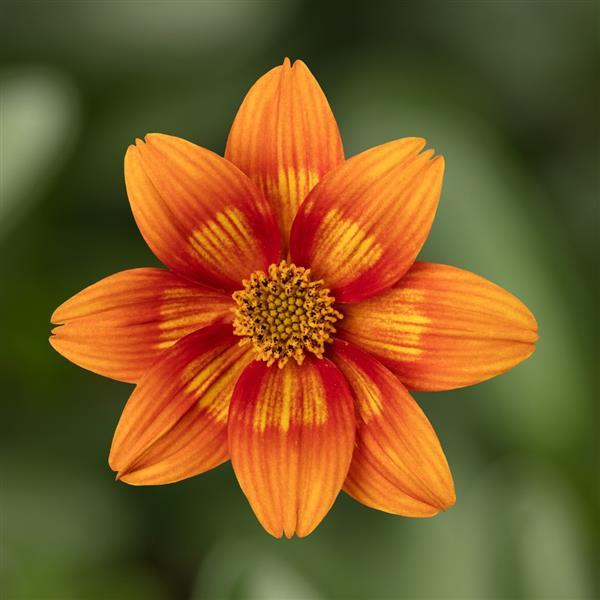 Orange Bidens Flower Seeds – Heirloom Non-GMO High Germination Seeds