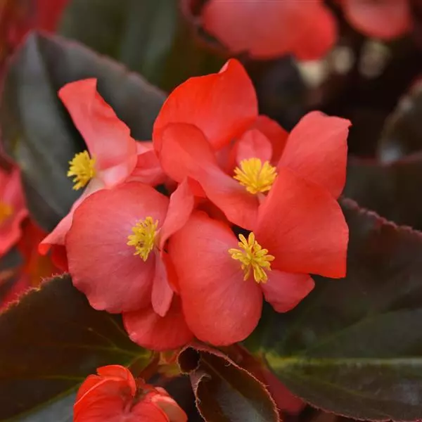 rose bronze flower seeds