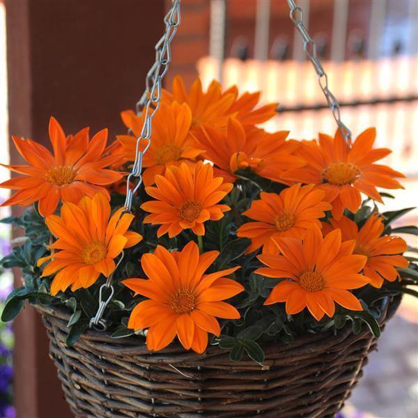 Daisy Flower Seeds Orange – Heirloom Non-GMO High Germination Organic Garden Seeds