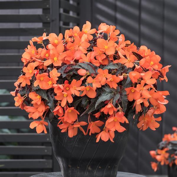 Orange Begonia Boliviensis Flower Seeds – Heirloom, Non-GMO, High Germination Seeds