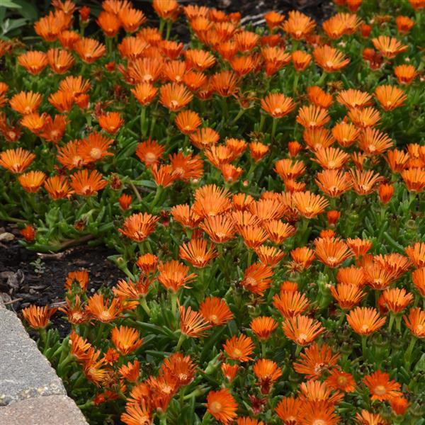 Orange Delosperma Cooper Flower Seeds – Heirloom, Non-GMO, High Germination Seeds