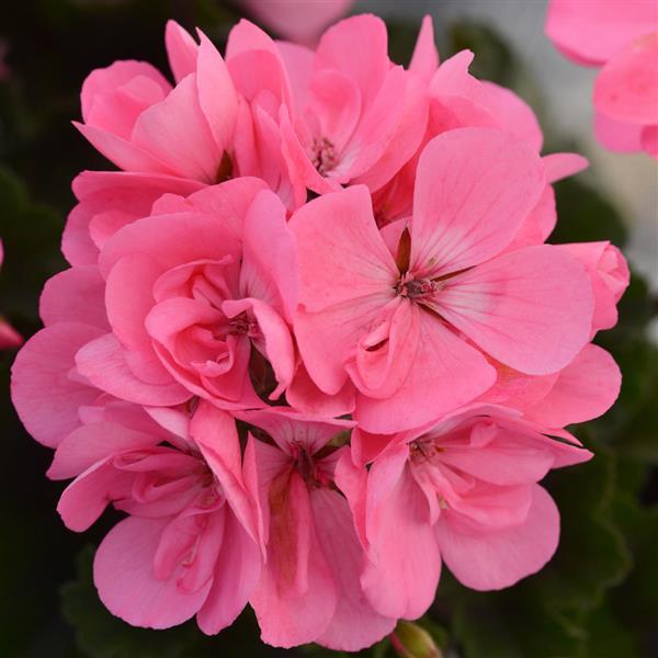 Ivy Geranium Flower Seeds Pink – Heirloom, Non-GMO, High Germination Seeds