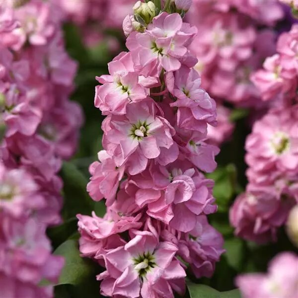 Pink Matthiola Flower Seeds – Heirloom, Non-GMO, High Germination Seeds