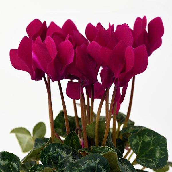 Maroon Cyclamen Flower Seeds – Heirloom Non-GMO High Germination Seeds