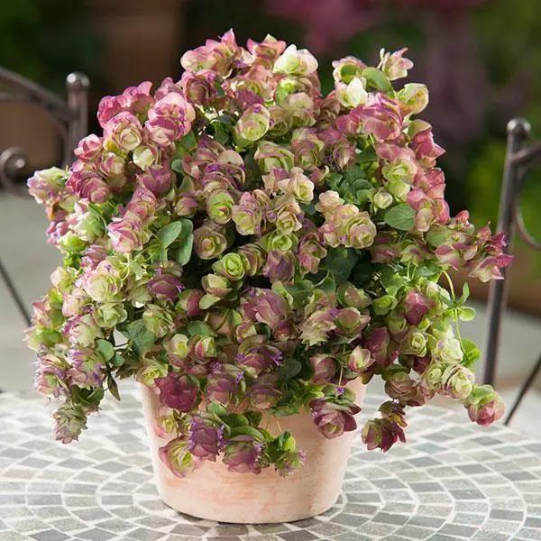 Mixed Oregano Kirigami Flower Seeds – Heirloom, Non-GMO, High Germination Seeds