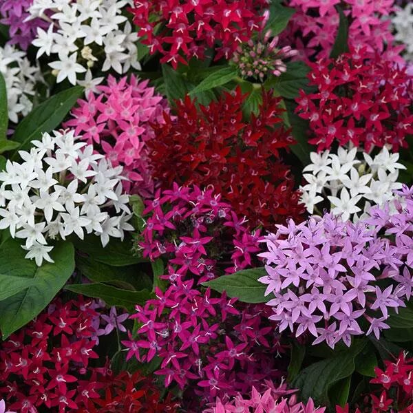 Semillas de flores de Pentas Lanceolata mixtas – Cimarrón, sin OMG, de alta germinación
