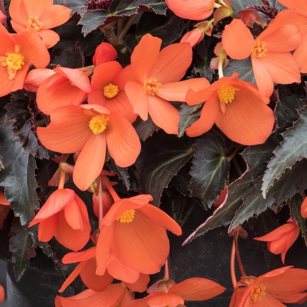 Orange Begonia Boliviensis Flower Seeds – Heirloom, Non-GMO, High Germination Seeds