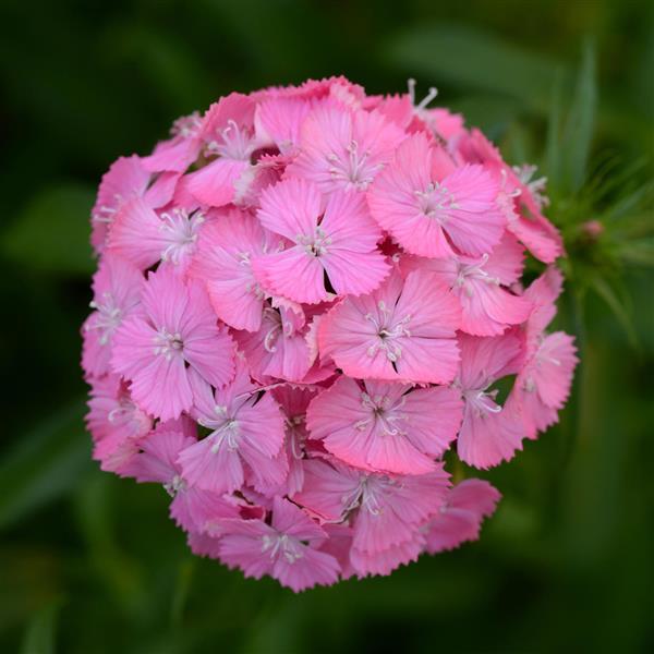 Pink Dianthus Barbatus Flower Seeds – Heirloom Non-GMO High Germination Seeds