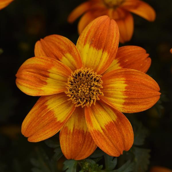 Orange Bidens Flower Seeds – Heirloom, Non-GMO, High Germination Seeds