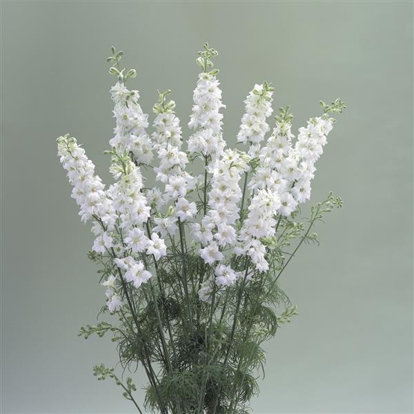 Larkspur Flower Seeds White – Heirloom, Non-GMO, High Germination Seeds