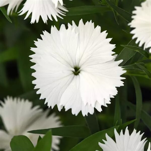 Dianthus Flower Seeds White for Planting – Heirloom Non-GMO High Germination Seeds