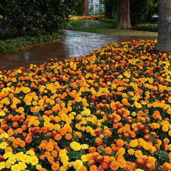 Mixed Marigold Flower Seeds – Heirloom, Non-GMO, High Germination