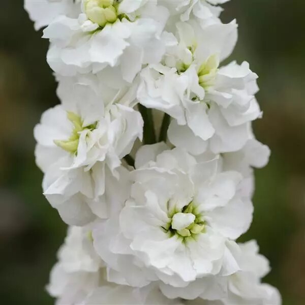Matthiola Flower Seeds White – Heirloom, Non-GMO, High Germination Seeds