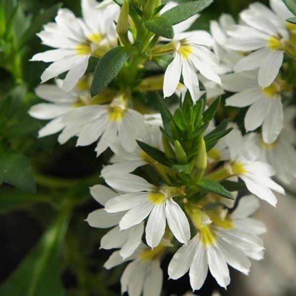 White Scaevola Flower Seeds – Heirloom Non-GMO High Germination Seeds for Planting