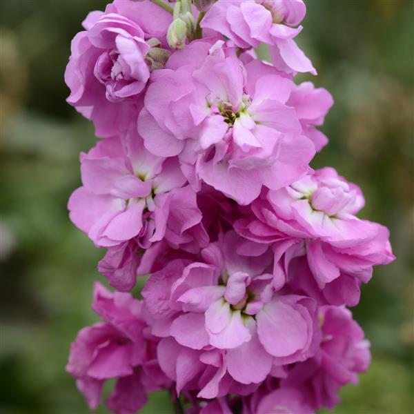 Pink Matthiola Flower Seeds – Heirloom, Non-GMO, High Germination Seeds