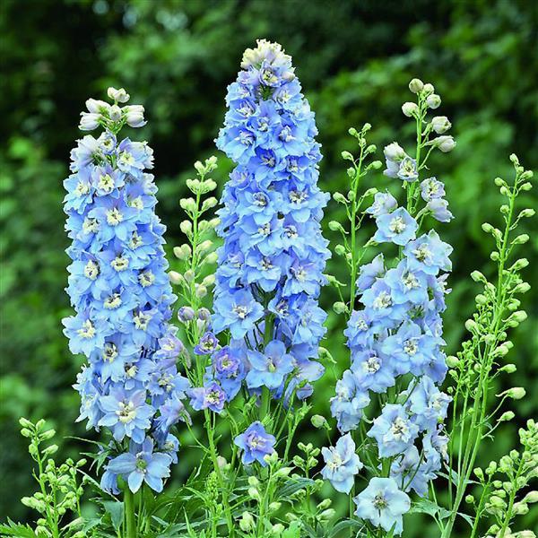 Aubrieta Delphinium Flower Seeds for Planting Heirloom Non-GMO High Germination Organic Garden Seeds
