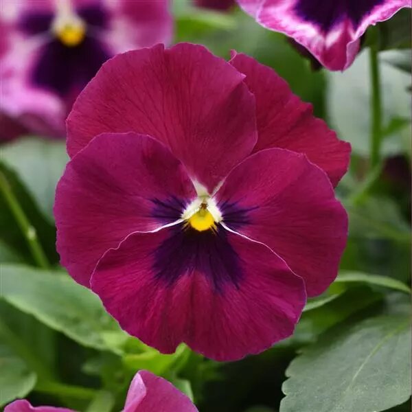 Red Pansy Viola Flower Seeds – Heirloom, Non-GMO, High Germination Seeds