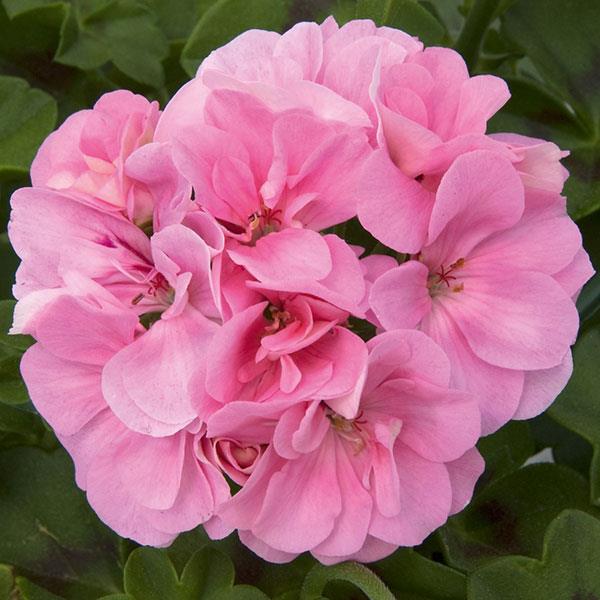 Pink Ivy Geranium Flower Seeds – Heirloom, Non-GMO, High Germination Seeds